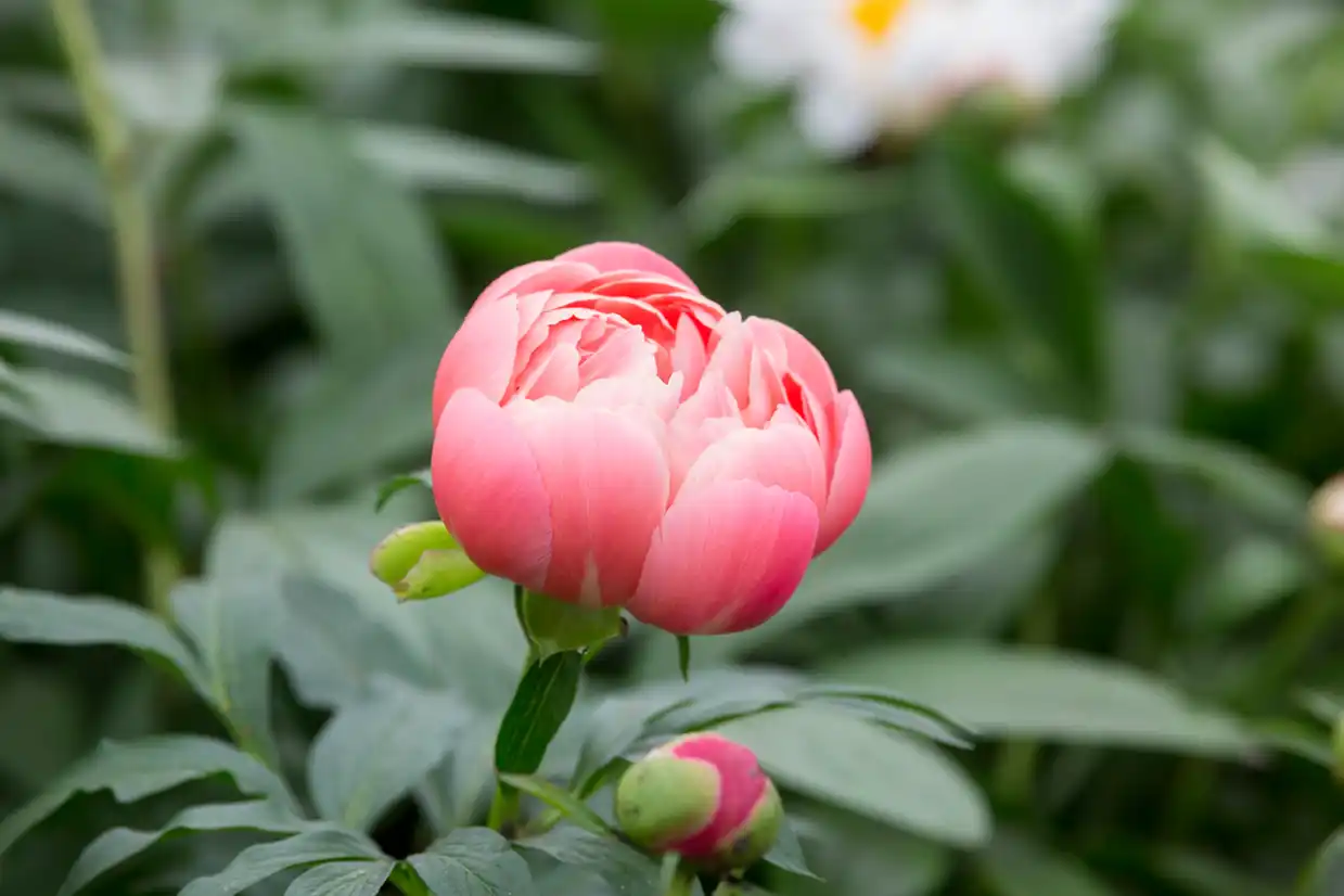 Peony - 'Coral Charm'