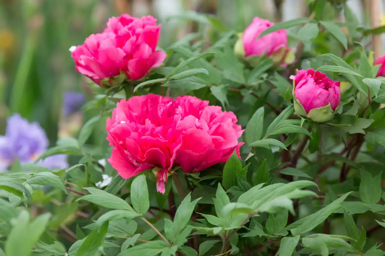 Peony - 'Duchess of Kent'