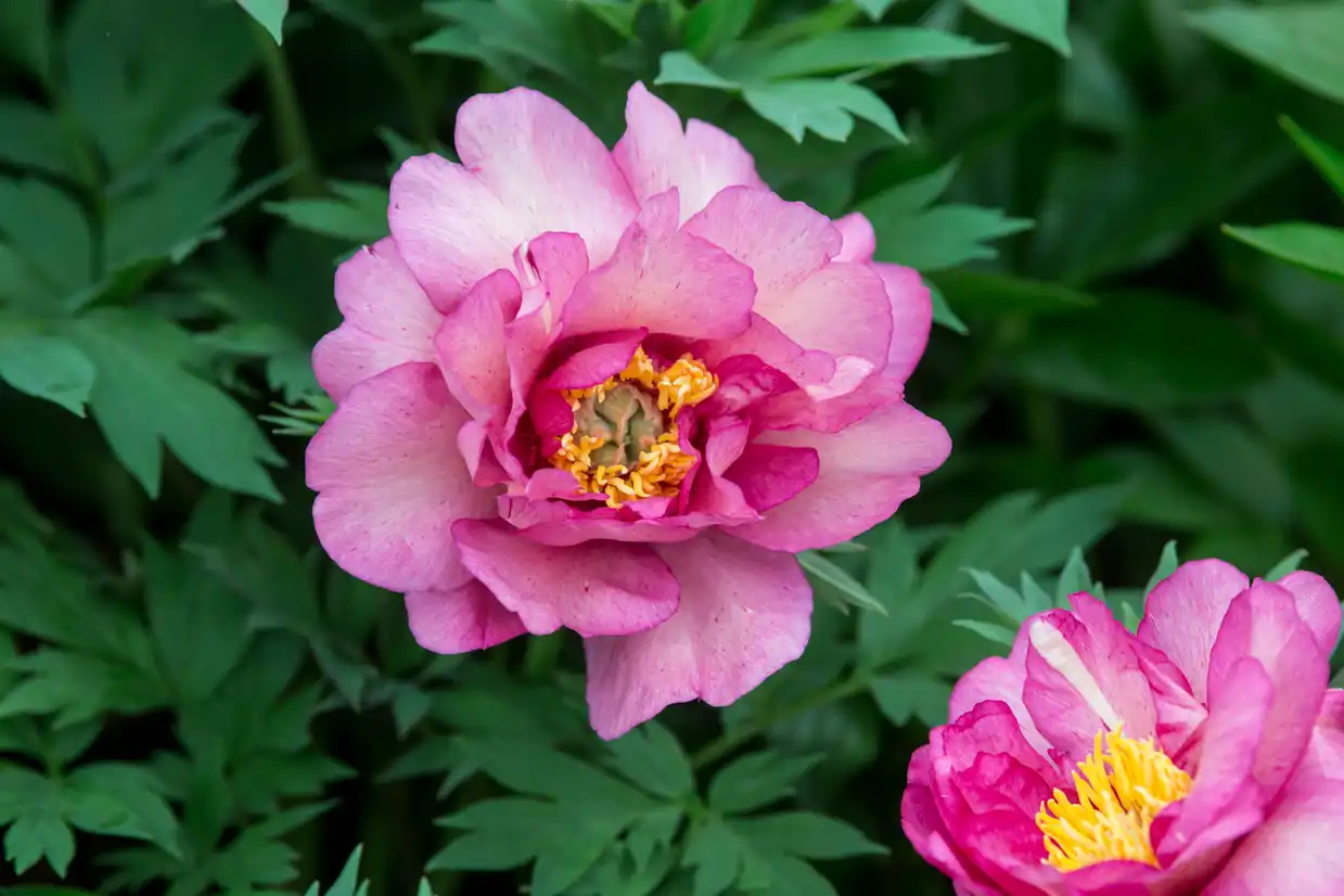 Peony - 'Hillary'