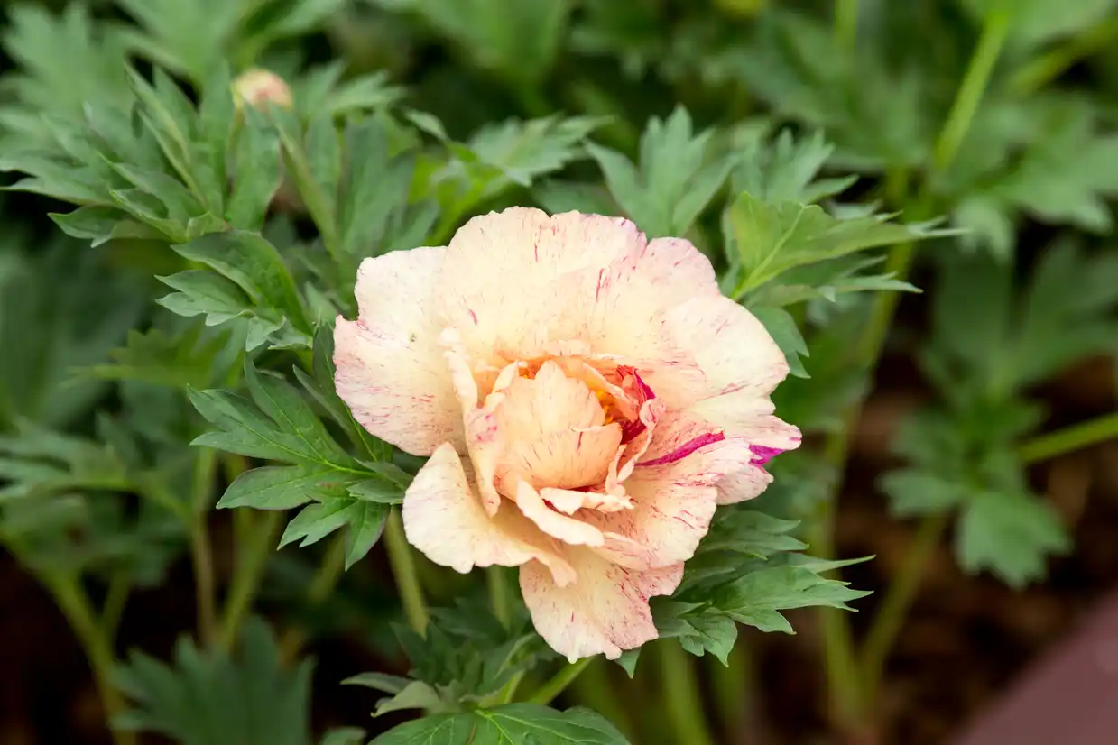 Peony - 'Lollipop'